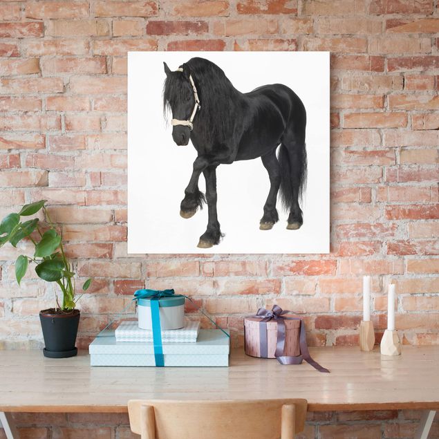 Print on canvas - Friesian Mare