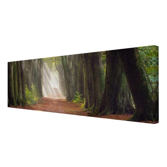 Print on canvas - Glorious Day In The Forest