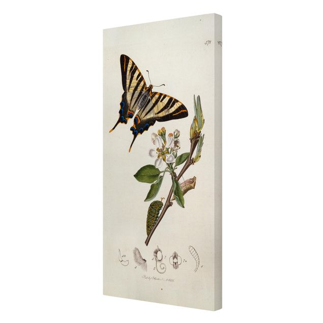 Print on canvas - John Curtis - A Scarce Swallow-Tail Butterfly