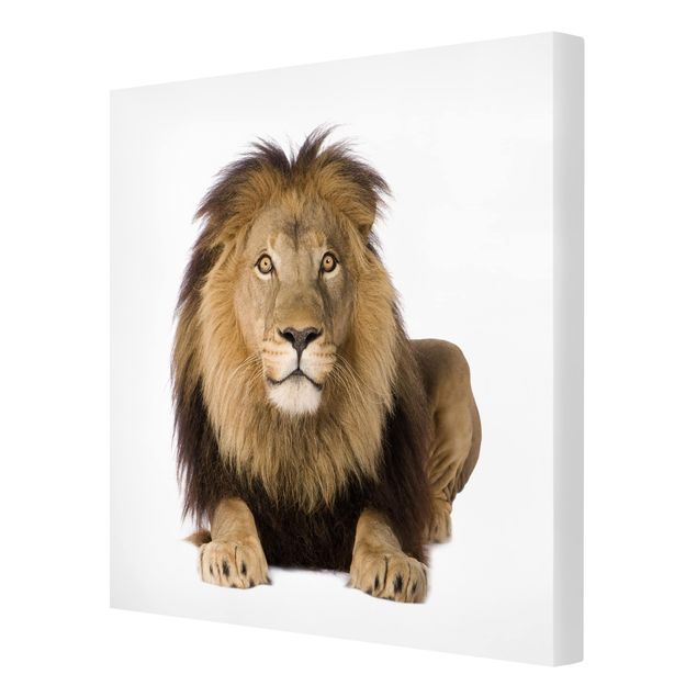 Print on canvas - King Lion ll