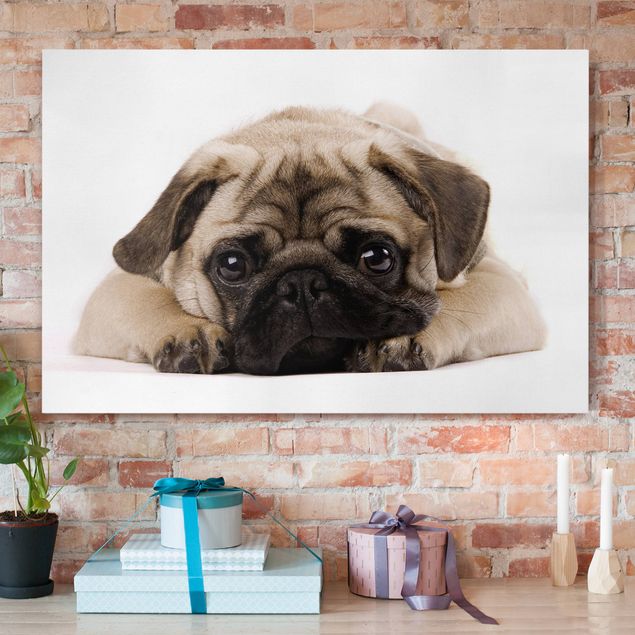 Print on canvas - Cuddly Pug
