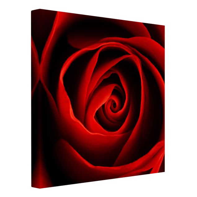 Print on canvas - Lovely Rose