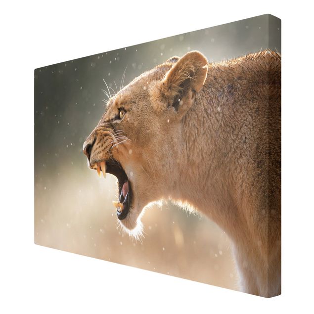 Print on canvas - Lioness on the hunt