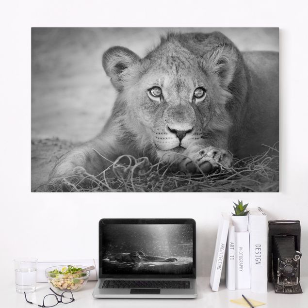 Print on canvas - Lurking Lionbaby