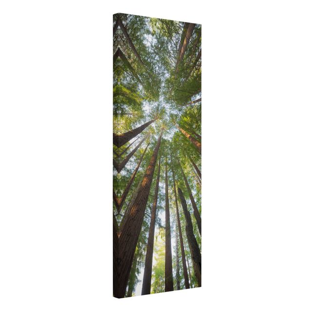 Print on canvas - Sequoia Tree Tops