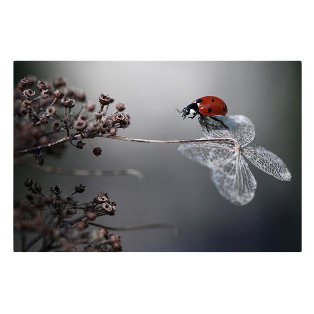 Print on canvas - Ladybird On Hydrangea