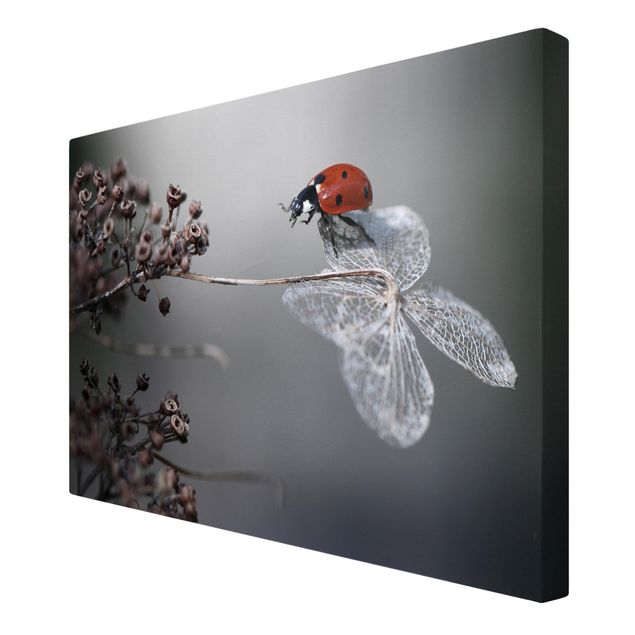 Print on canvas - Ladybird On Hydrangea