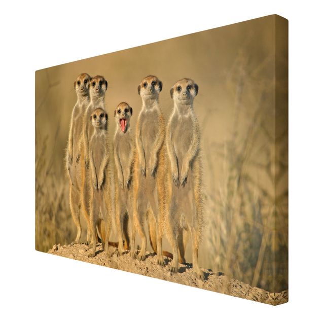 Print on canvas - Meerkat Family