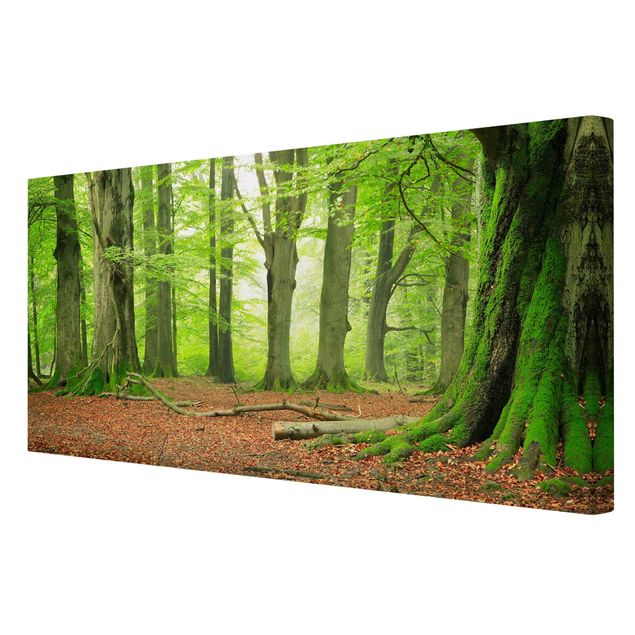Print on canvas - Mighty Beech Trees