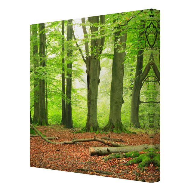Print on canvas - Mighty Beech Trees