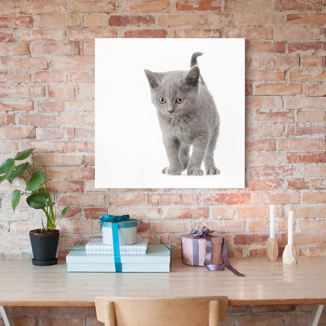 Print on canvas - Mini Kitty