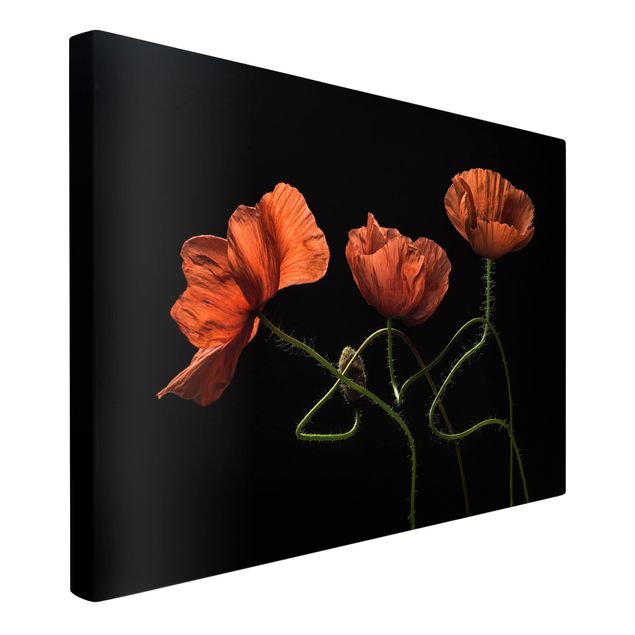 Print on canvas - Poppies At Midnight