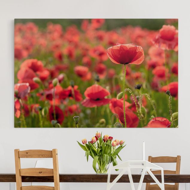 Print on canvas - Poppy Field In Sunlight