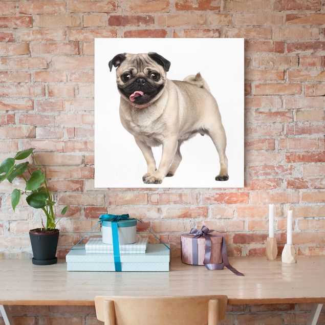 Print on canvas - Happy Pug