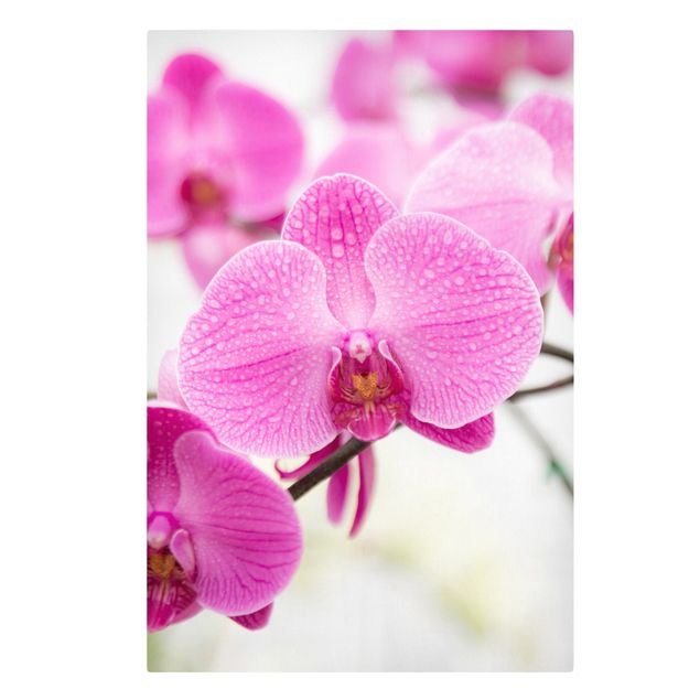 Print on canvas - Close-Up Orchid