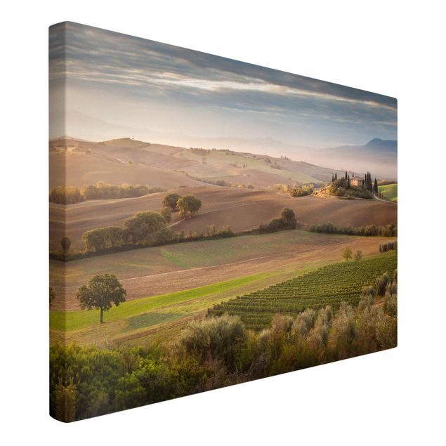 Print on canvas - Olive Grove In Tuscany