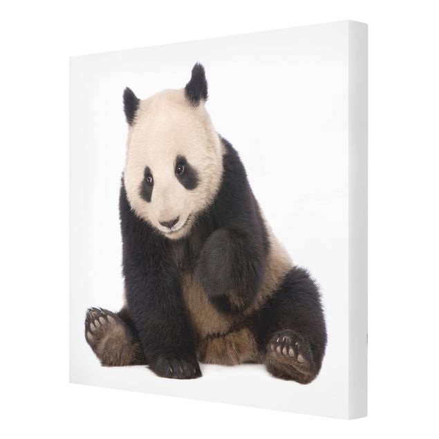 Print on canvas - Panda Paws