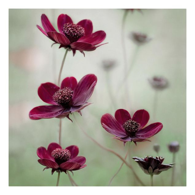 Print on canvas - Pink Cosmos Flower