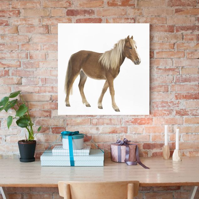 Print on canvas - Pony