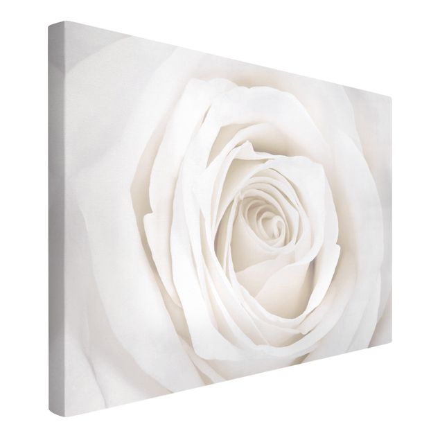 Print on canvas - Pretty White Rose