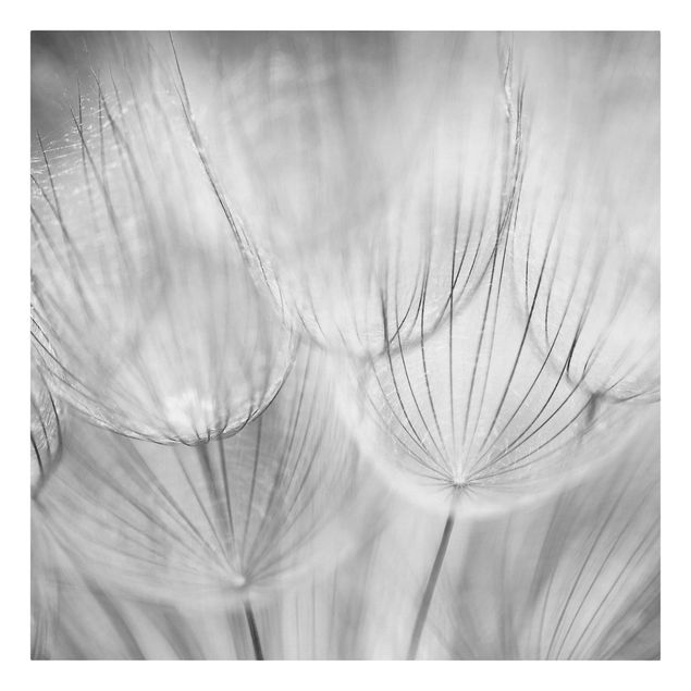 Print on canvas - Dandelions Macro Shot In Black And White