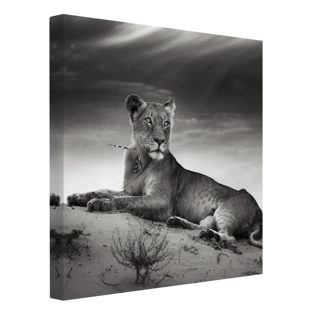 Print on canvas - Resting Lion