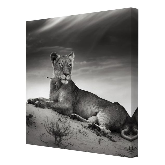 Print on canvas - Resting Lion