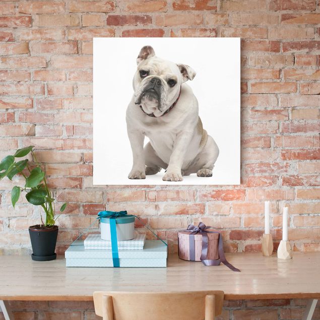 Print on canvas - Skeptical Bulldog