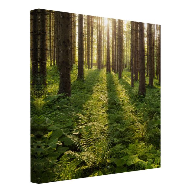 Print on canvas - Sun Rays In Green Forest