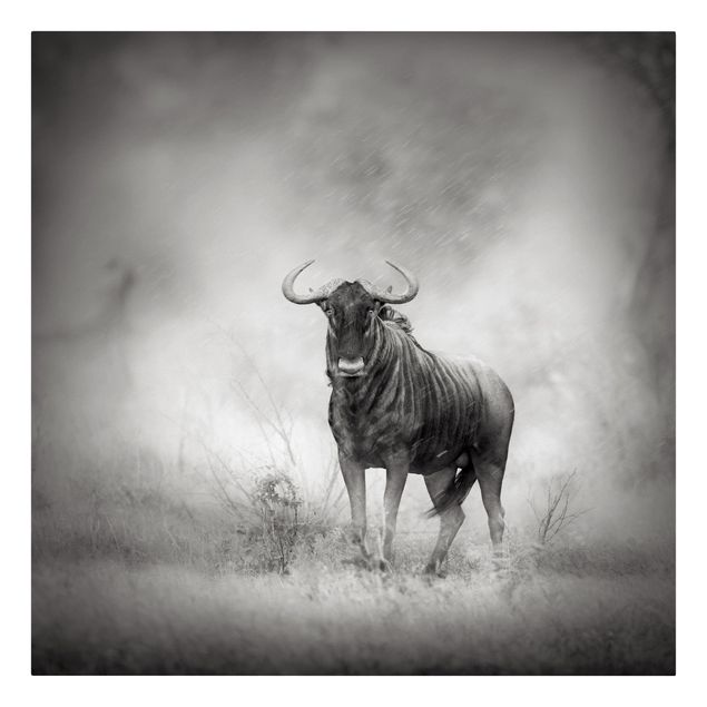 Print on canvas - Staring Wildebeest