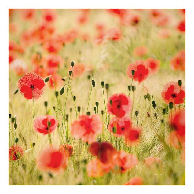 Print on canvas - Summer Poppies