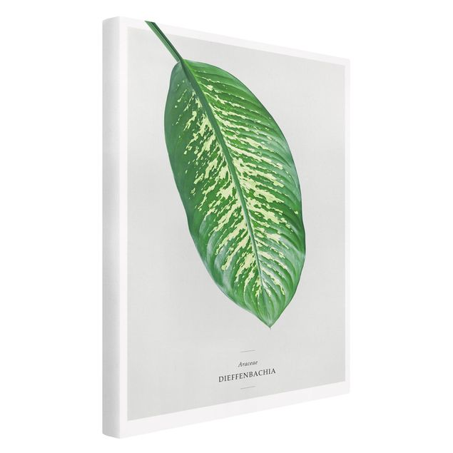 Print on canvas - Tropical Leaf Dieffenbachia