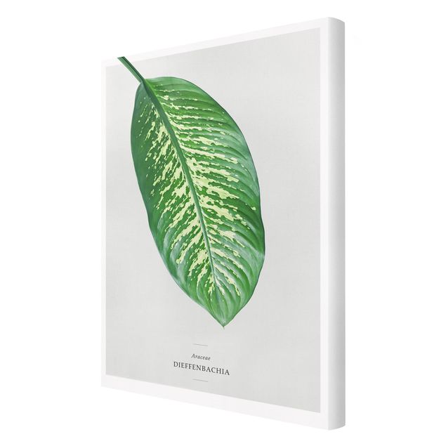 Print on canvas - Tropical Leaf Dieffenbachia