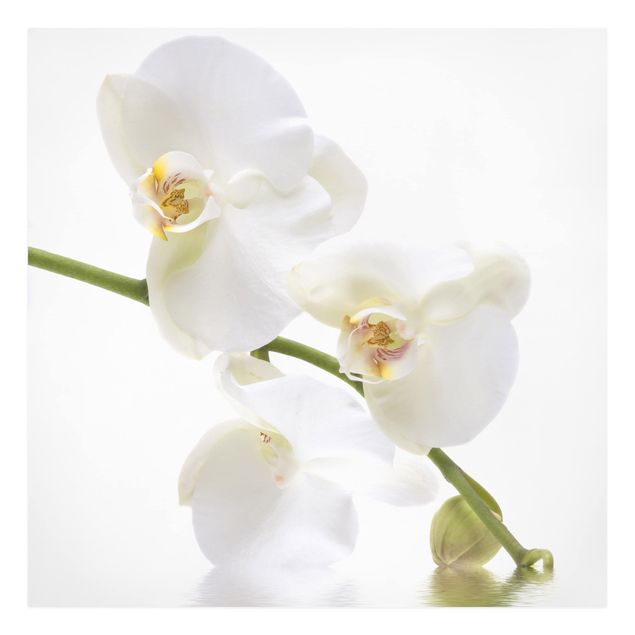 Print on canvas - White Orchid Waters