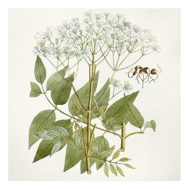 Print on canvas - Wild Herbs Board V