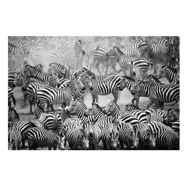 Print on canvas - Zebra herd II