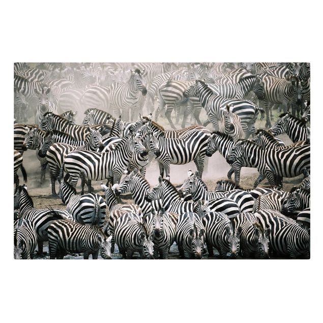 Print on canvas - Zebra Herd