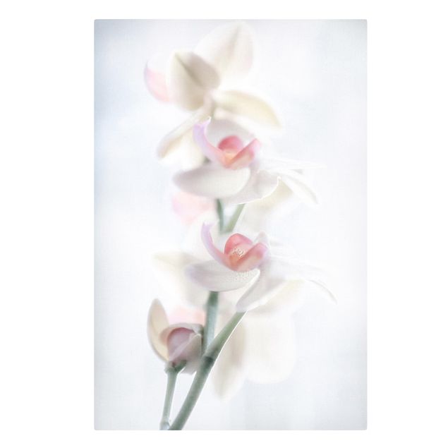 Print on canvas - Delicate Orchid