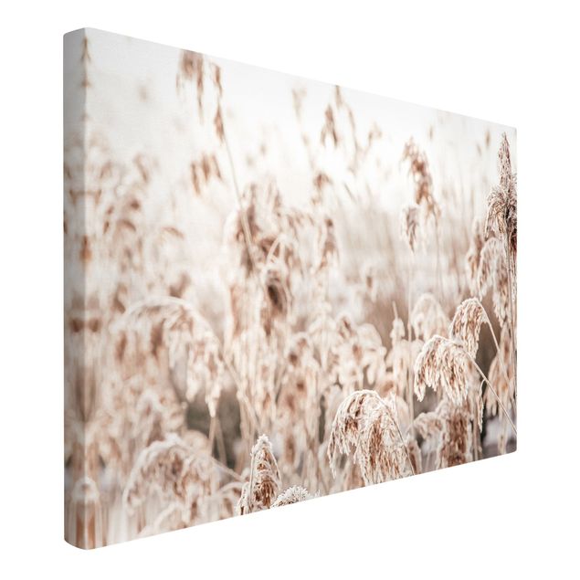 Canvas print - An Ocean Of Sunlit Reed