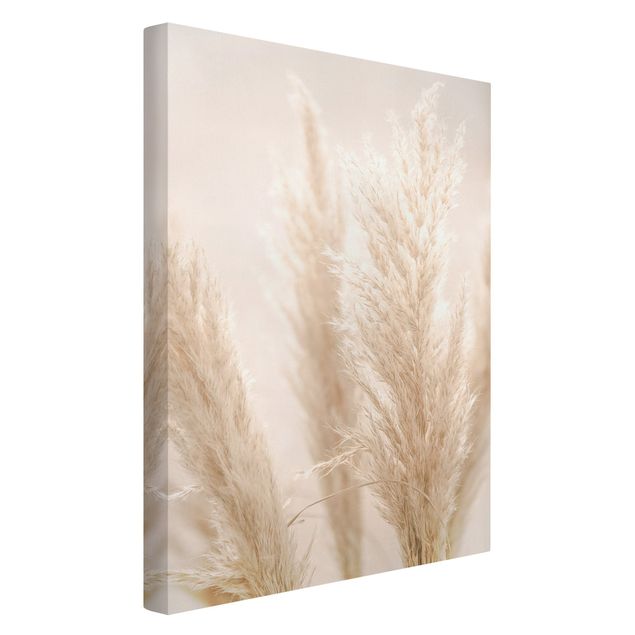 Canvas print - Pampas Grass In Sun Light
