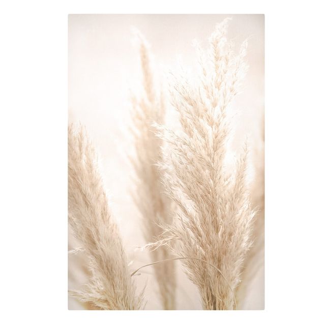 Canvas print - Pampas Grass In Sun Light