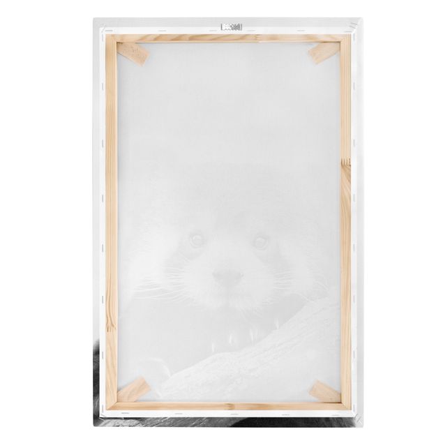 Canvas print - Red Panda In Black And White