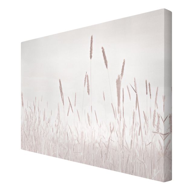 Canvas print - Summerly Reed Grass