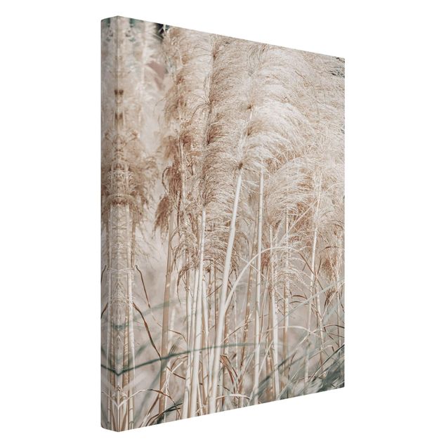Canvas print - Warm Pampas Grass In Summer