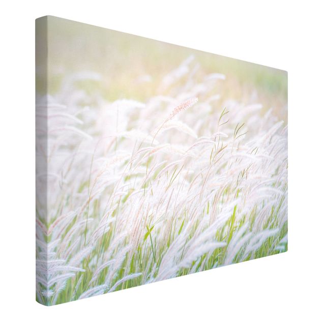 Canvas print - Soft Grasses