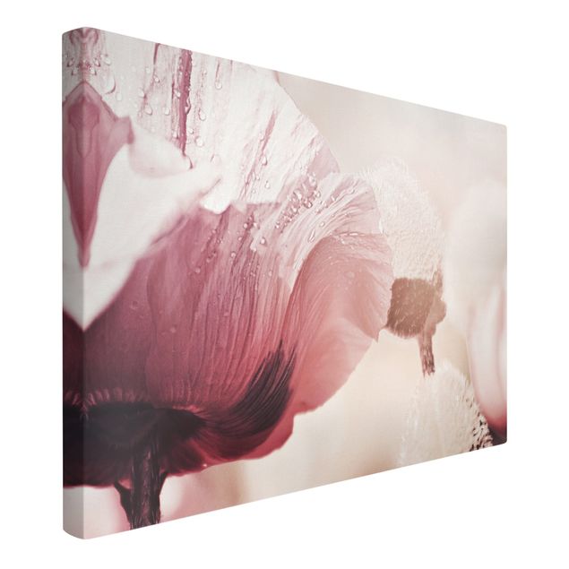 Canvas print - Pale Pink Poppy Flower With Water Drops