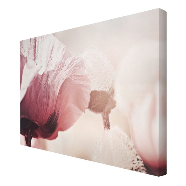 Canvas print - Pale Pink Poppy Flower With Water Drops