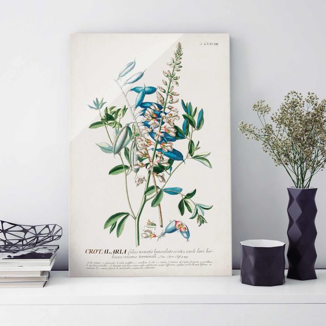 Glas Magnettafel Vintage Botanical Illustration Legumes