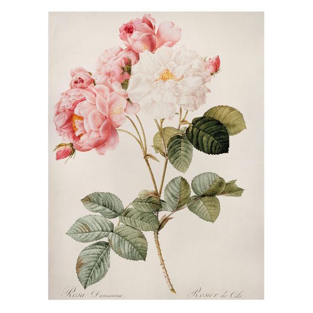 Canvas print - Pierre Joseph Redoute - Pink Damascena
