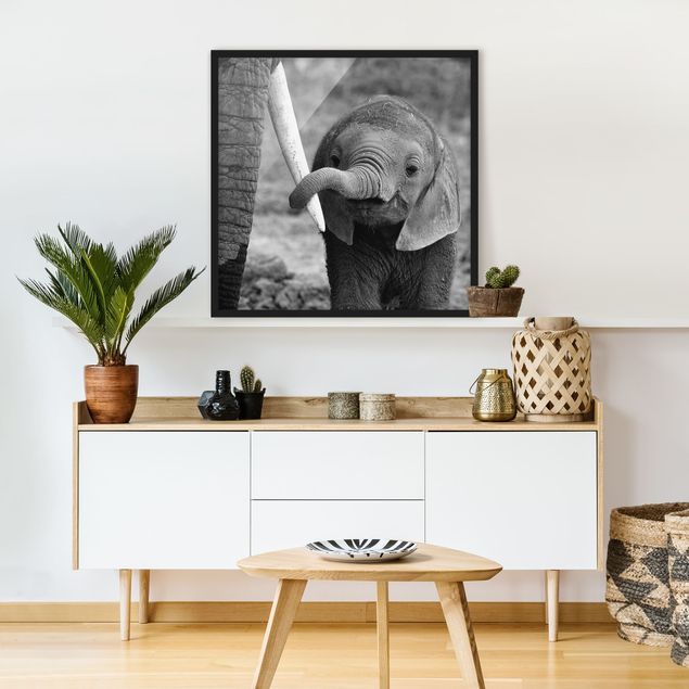 Framed poster - Baby Elephant